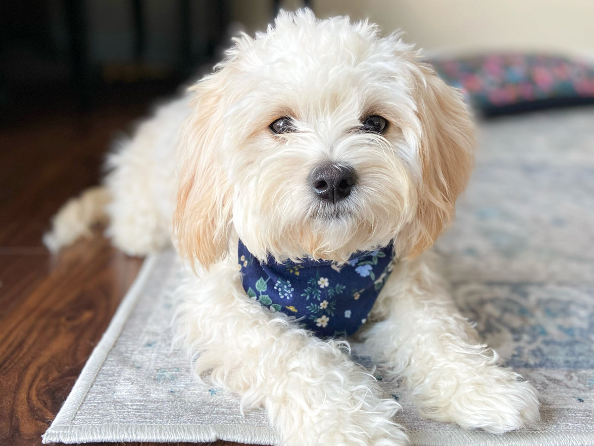 "Lucky Dood" Dog Bandana