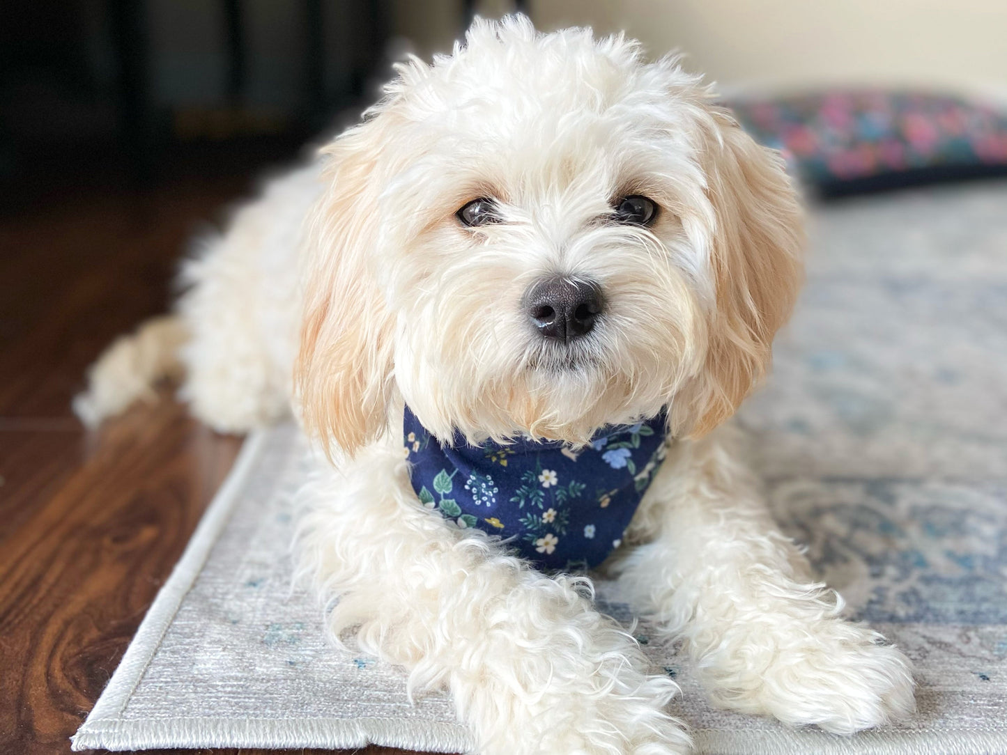 "Classic Bandana" Dog Bandana