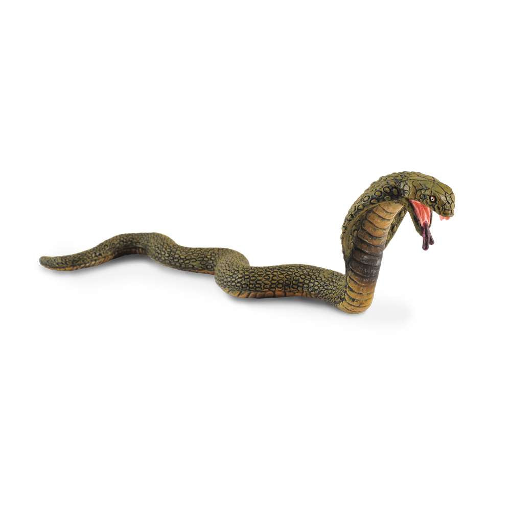 King Cobra