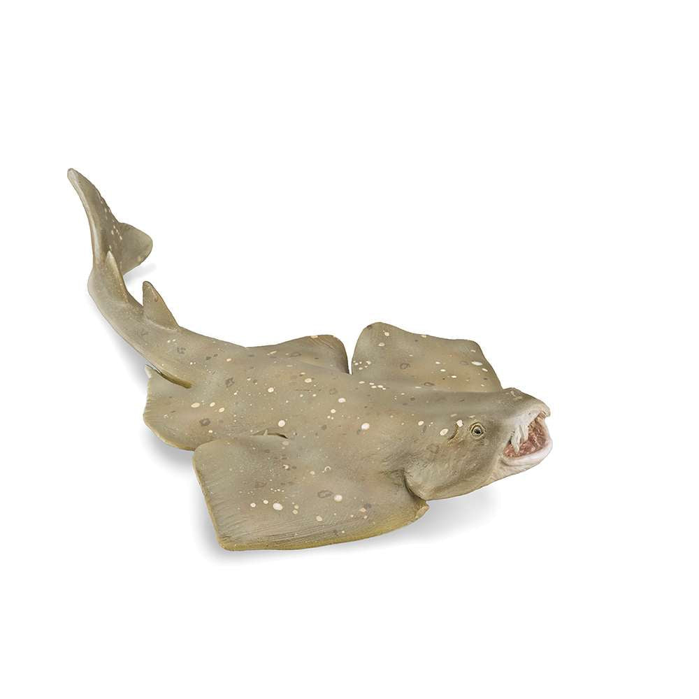 Angel Shark