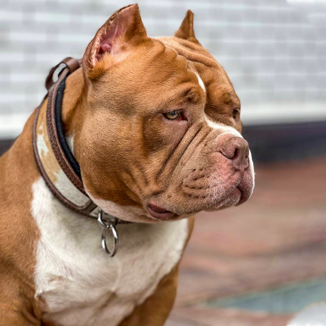 "Buffalo" collar