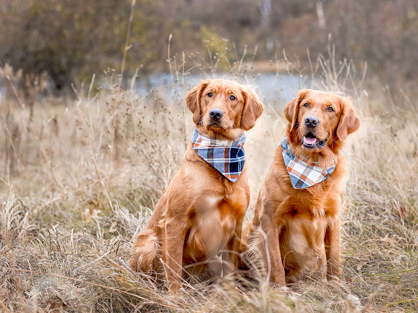 "Lucky Dood" Dog Bandana